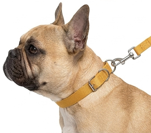 Dog Collar & 5 Ft Leash Set – Small